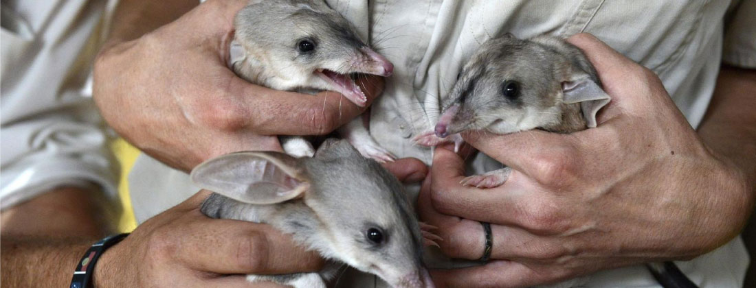 Un total de 44 especies se extinguieron en 2025, según la Lista Roja de la UICN