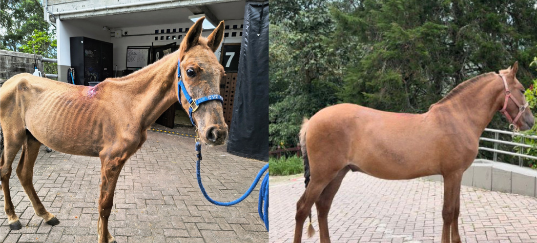 Vencedor, caballo rescatado en Rionegro, culminó su recuperación y tiene nuevo hogar