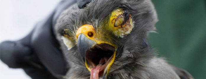 web-¡Les-fallamos!-La-pólvora-incrementó-en-250-%-los-casos-de-fauna-silvestre-atendidos-por-Cornare-en-diciembre