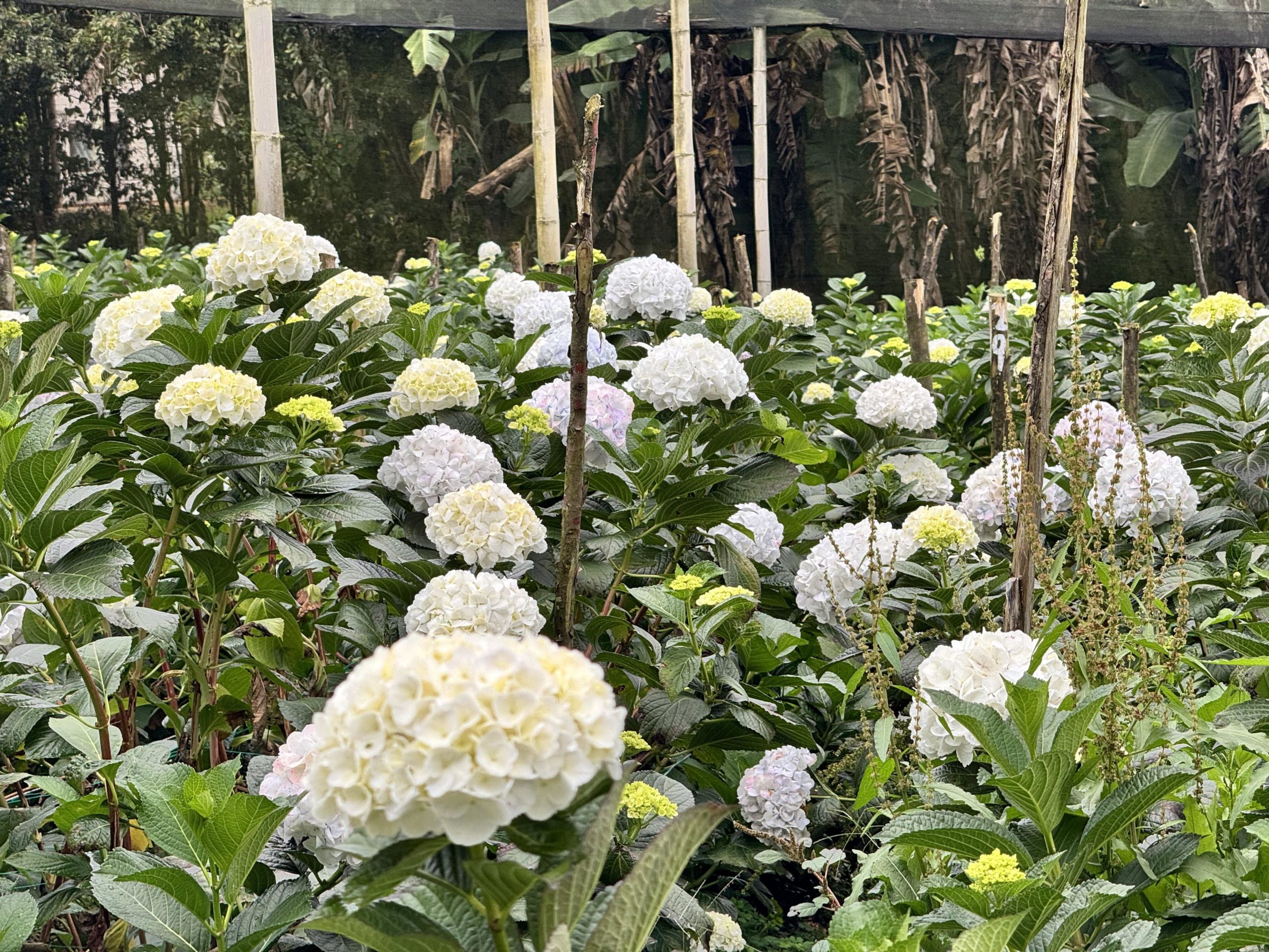 Con mayor productividad, floricultores del Oriente antioqueño le buscan salida al problema del bajo dólar y la «secadera»