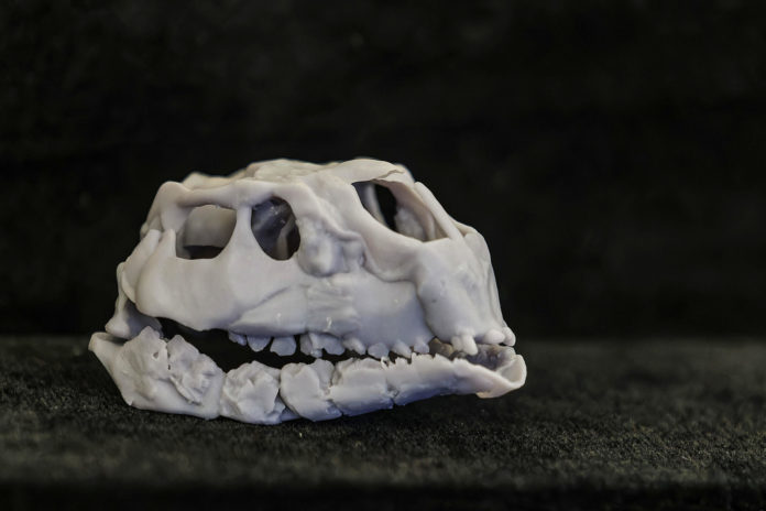 Hallan el dinosaurio ornitópodo más pequeño del mundo: medio metro y 125 millones de años