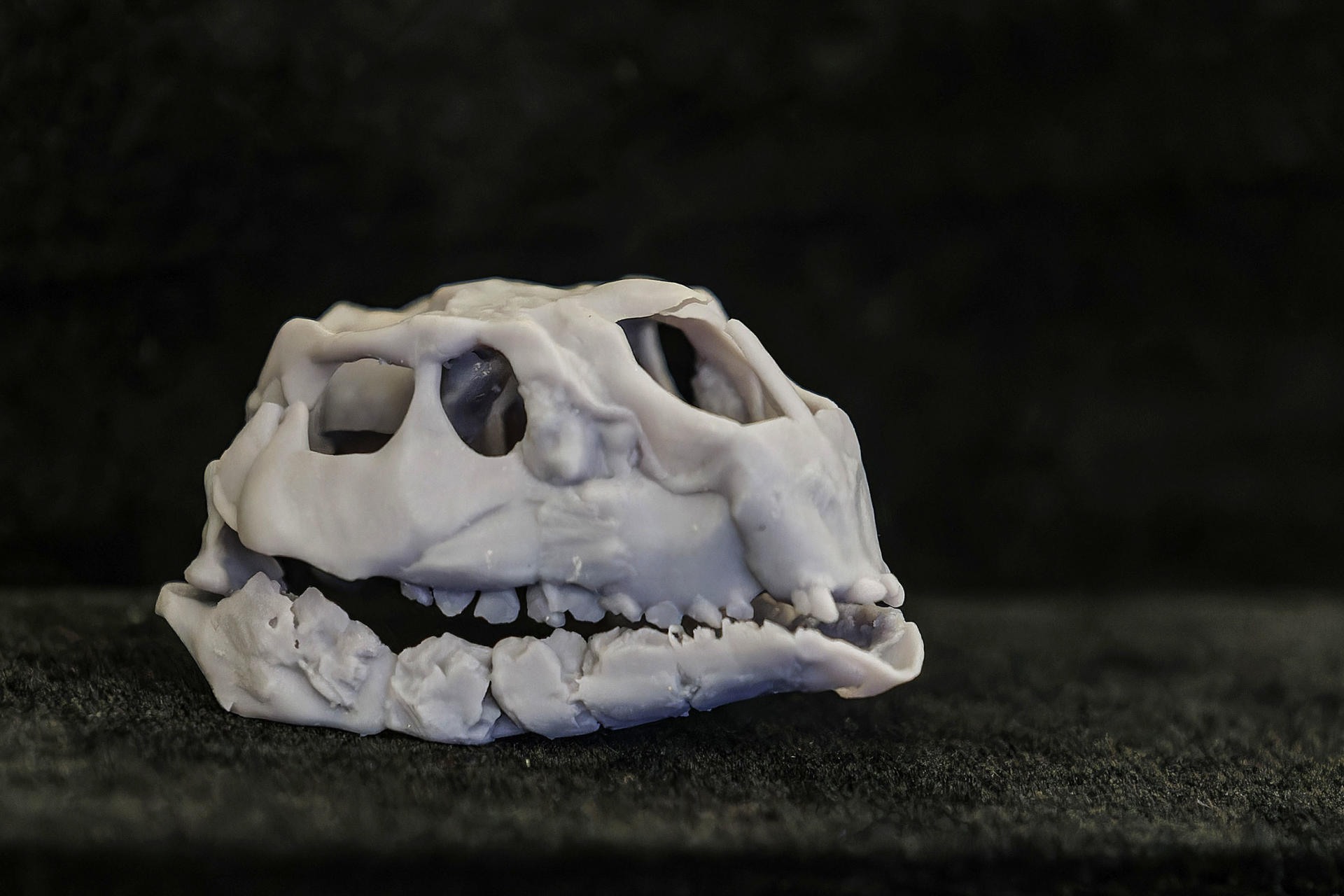 Descubren una nueva especie de dinosaurio, el más pequeño del mundo