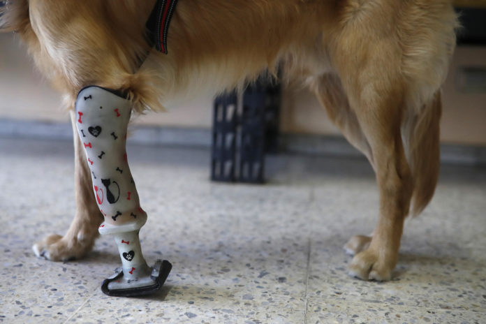 Prótesis para perros, una segunda oportunidad para las mascotas en El Salvador