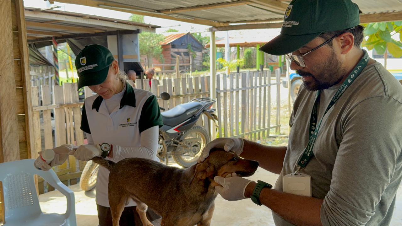 Gobernación de Antioquia ha atendido más de 300 animales de compañía afectados por emergencia invernal en el Urabá