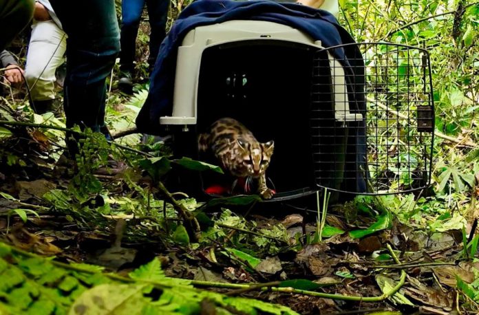 Tigrillo lanudo atropellado en Itagüí volvió a su hábitat natural autoridades piden precaución en las vías
