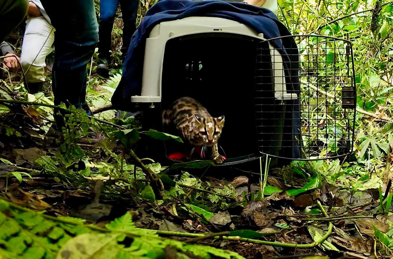 Tigrillo lanudo atropellado en Itagüí volvió a su hábitat natural: autoridades piden precaución en las vías