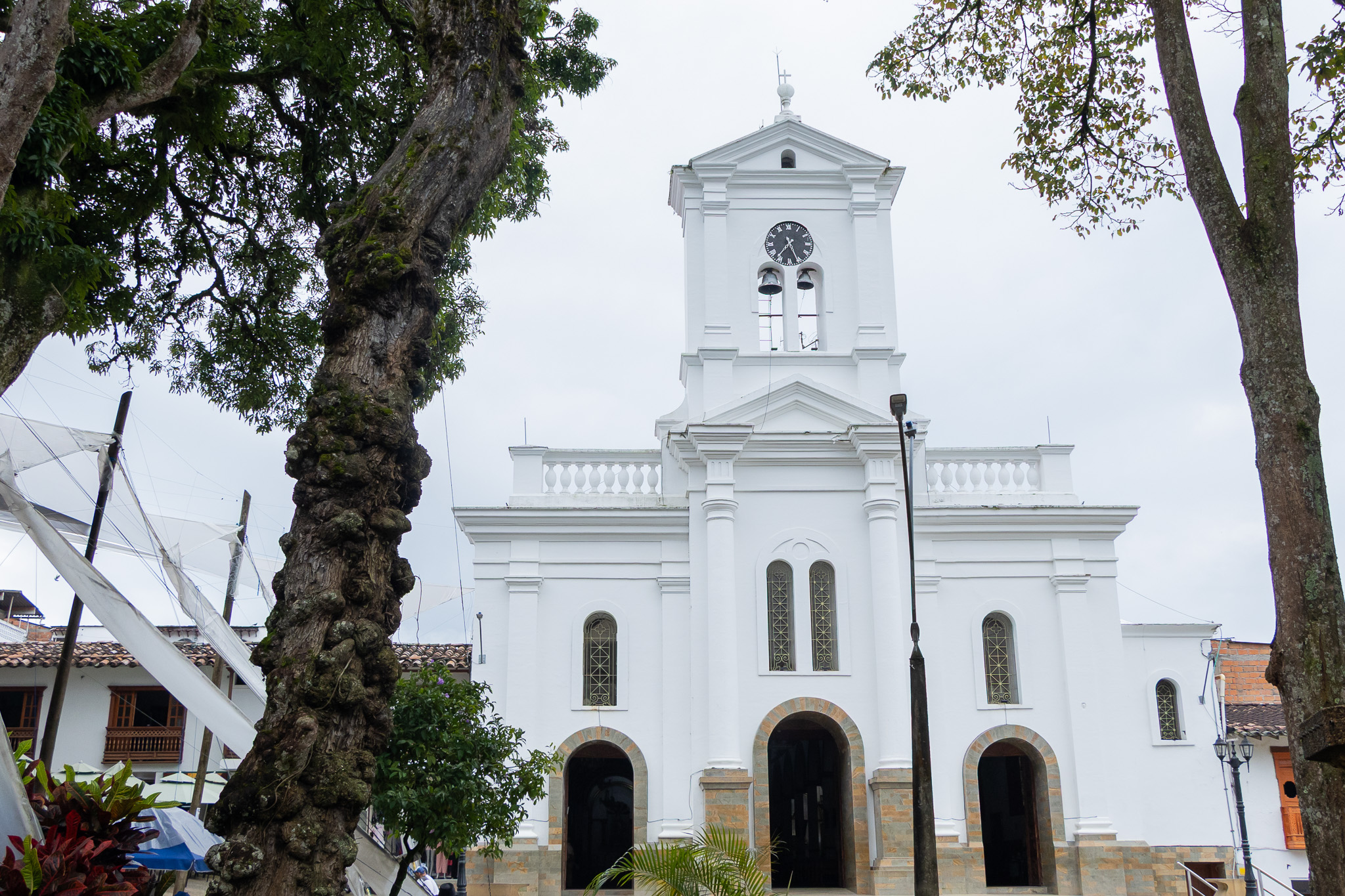 Estudio técnico recomienda retirar un árbol del parque principal de Cocorná por riesgo estructural