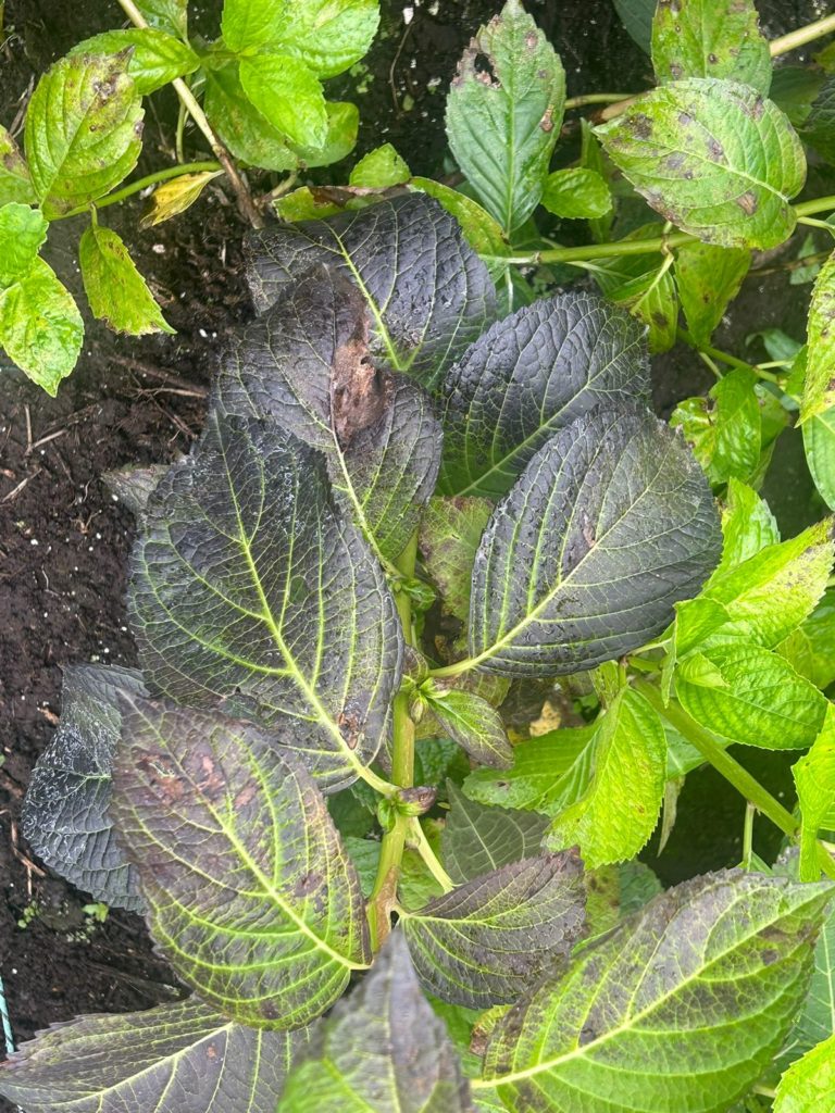 WhatsApp Image 2026 02 02 at 4.39.24 PM 1