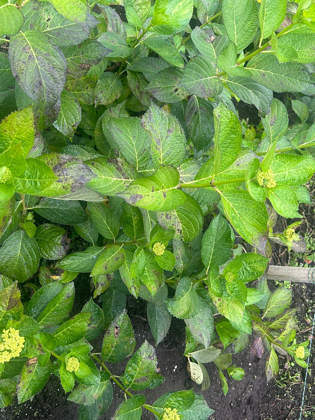 Plaga la «secadera» y disminución del precio del dólar están afectando a centenares de productores de hortensias en La Unión