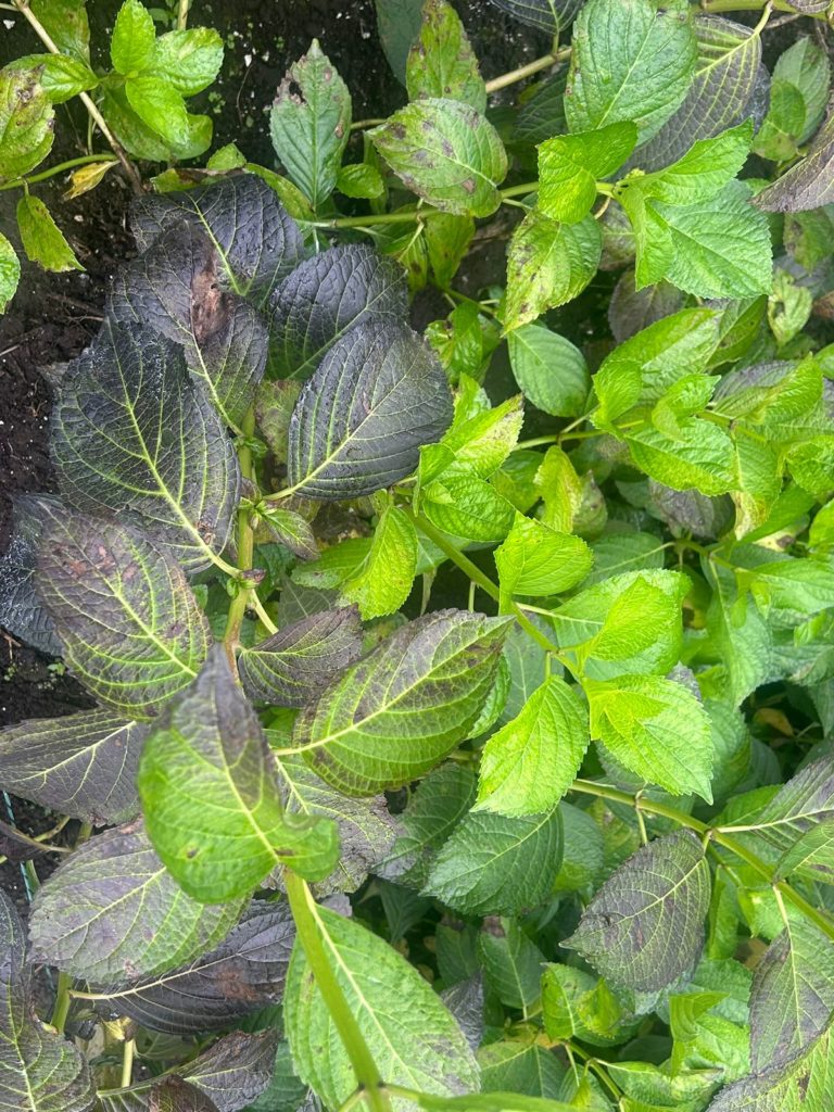 WhatsApp Image 2026 02 02 at 4.39.25 PM