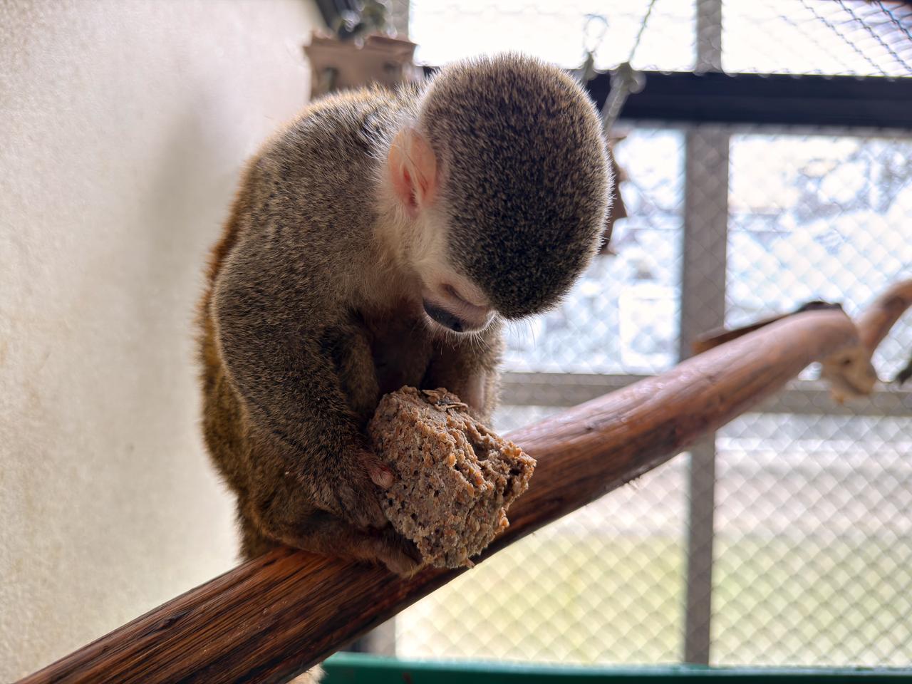 Mono ardilla no podrá volver a la naturaleza por las secuelas que le dejó ser víctima de tráfico ilegal en Medellín