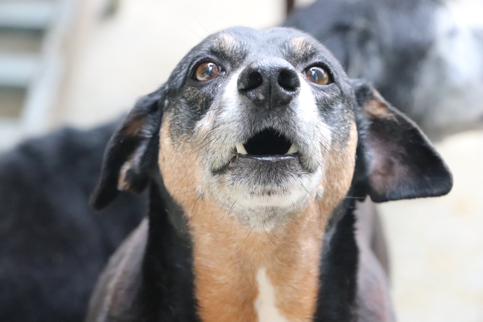 Los «viejitos» del centro de bienestar animal La Perla tendrán su propia jornada de adopción en Medellín