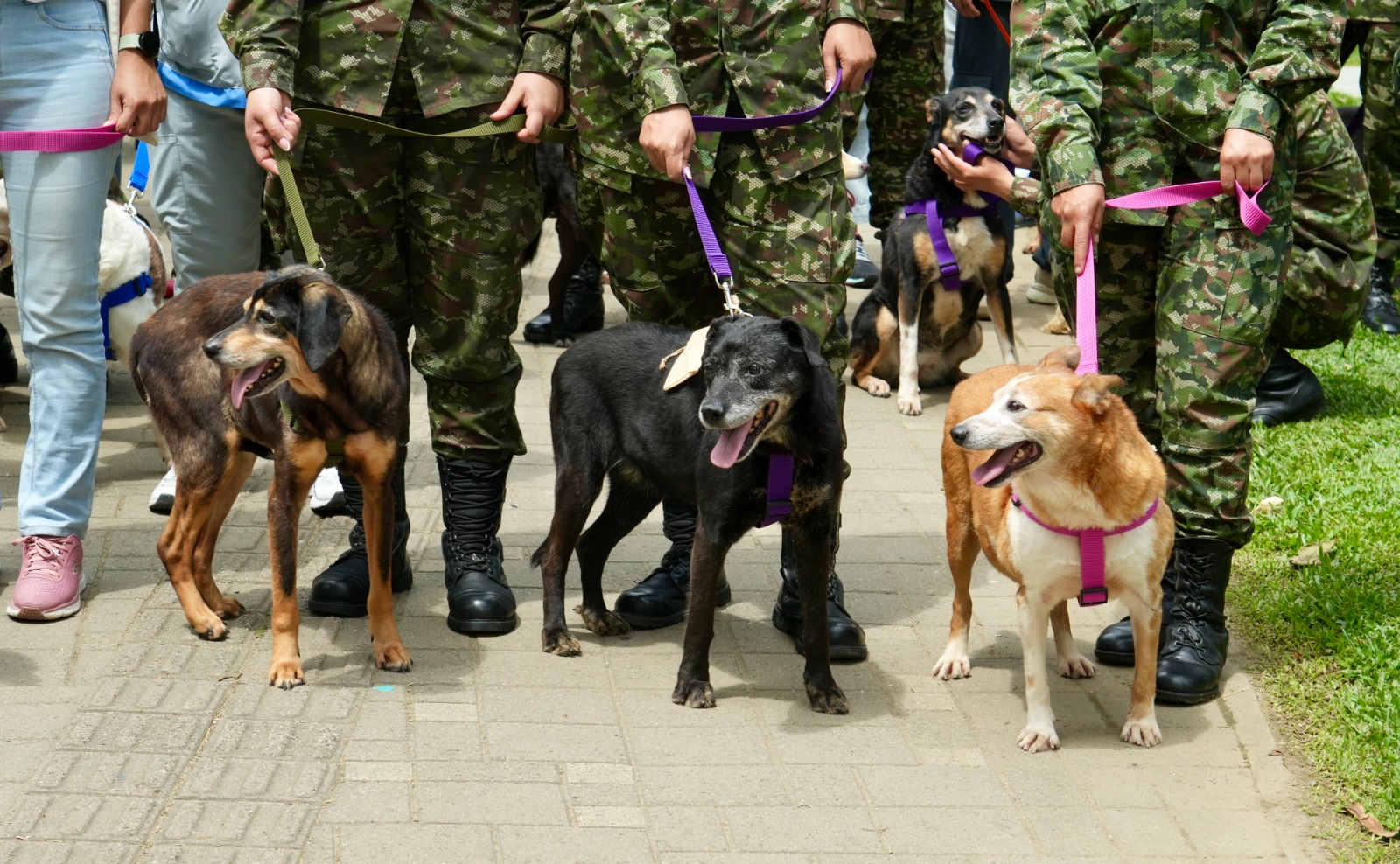 Durante la primera jornada de adopción en Medellín, 50 gatos y perros encontraron un hogar; la mayoría eran «viejitos»