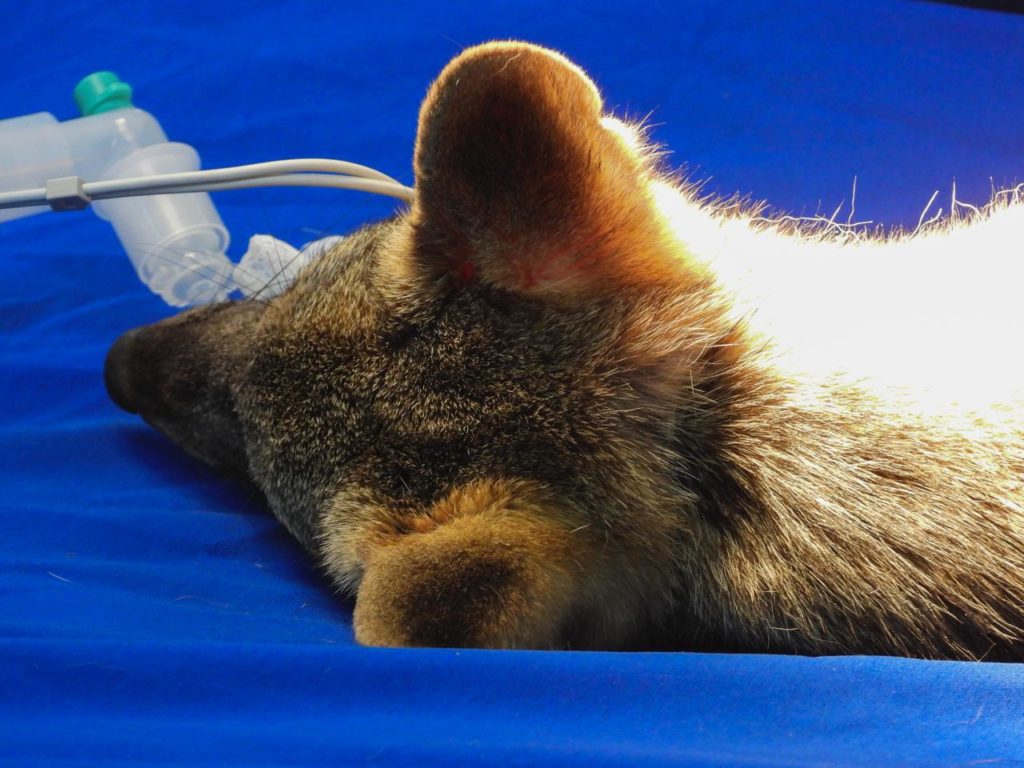 Zorro perro atropellado en Barbosa regreso a su habitat tras completar su rehabilitacion 2