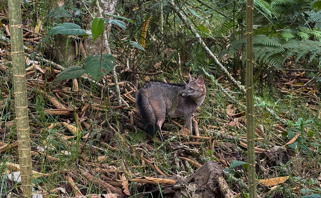 Zorro perro atropellado en Barbosa regresó a su hábitat tras completar su rehabilitación