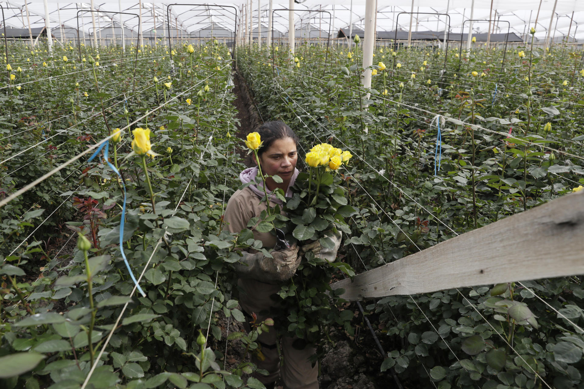 Un sector con rostro femenino: las mujeres que hacen posible San Valentín desde Colombia