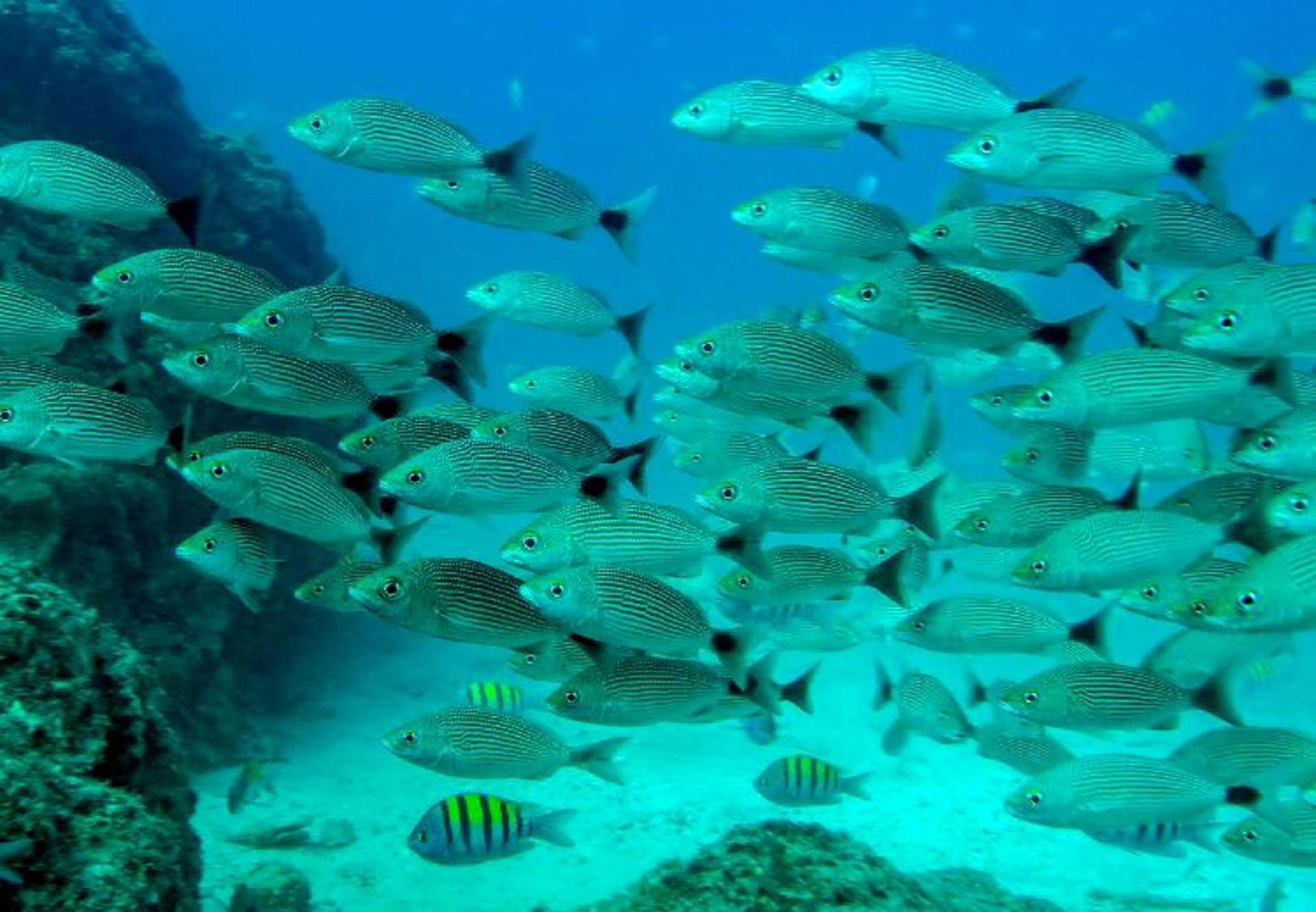 El calentamiento oceánico provoca un descenso de la cantidad de peces del 20 % anual