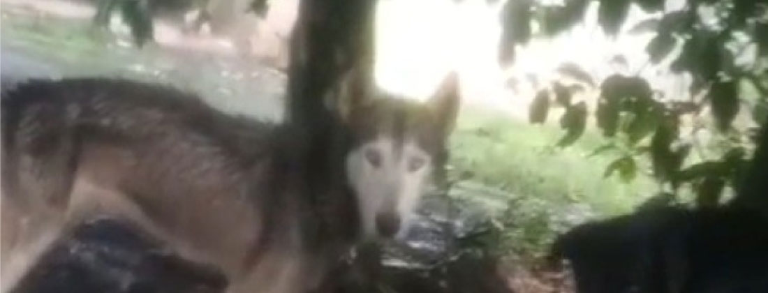 Animalistas de Urabá denuncian abandono de animales y falta de apoyo institucional durante las emergencias por lluvias