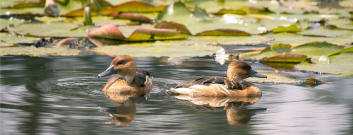 web-Cornare-conmemoró-el-Día-Mundial-de-los-Humedales-con-jornadas-académicas-y-educativas-en-la-regió