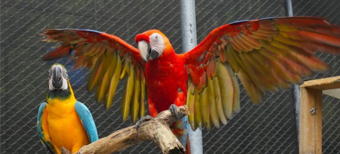 web-Parque-de-la-Conservación-de-Medellín-recibió-23-animales-silvestres-que-no-pudieron-recuperarse-para-volver-a-la-naturaleza