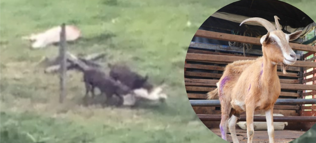 Autoridades rescataron 13 animales, pero hallaron cuatro cabras muertas, durante inspección por maltrato animal en Medellín