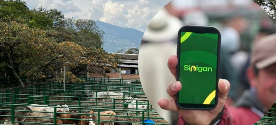 Desde Medellín, el ICA anunció la puesta en marcha de Sinigan 6, una herramienta tecnológica para el sector ganadero
