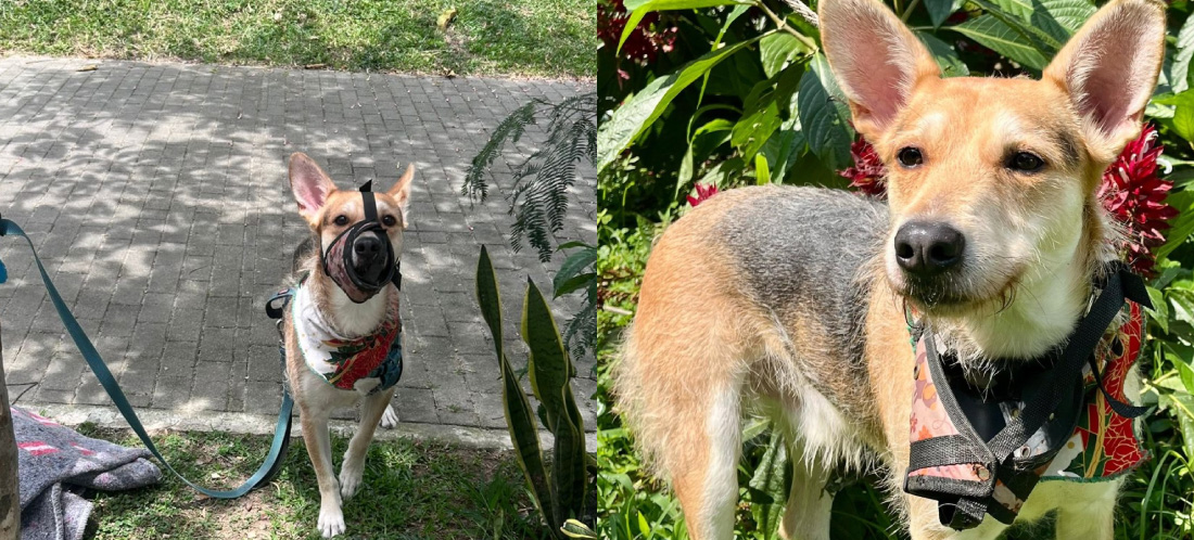“Tomy”, perrito abandonado con una nota en Medellín ya está en La Perla. Buscan quien lo adopte