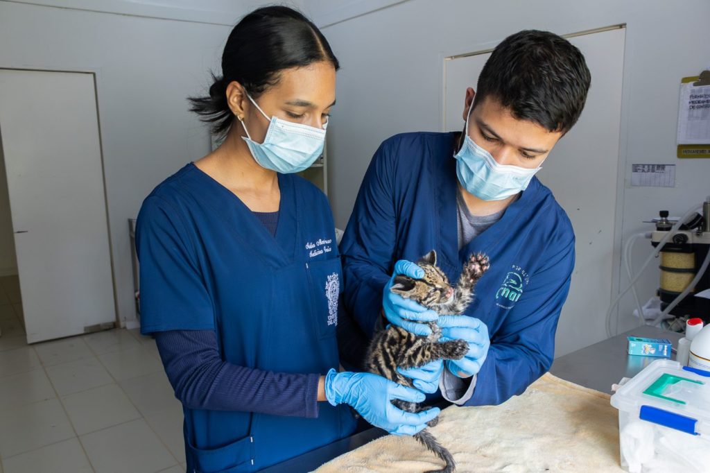 Felino silvestre de dos meses inicia proceso de recuperacion en el CAV de Cornare tras rescate en Choco 2