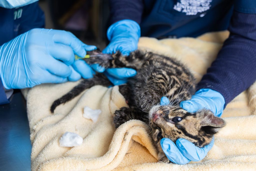 Felino silvestre de dos meses inicia proceso de recuperacion en el CAV de Cornare tras rescate en Choco 3