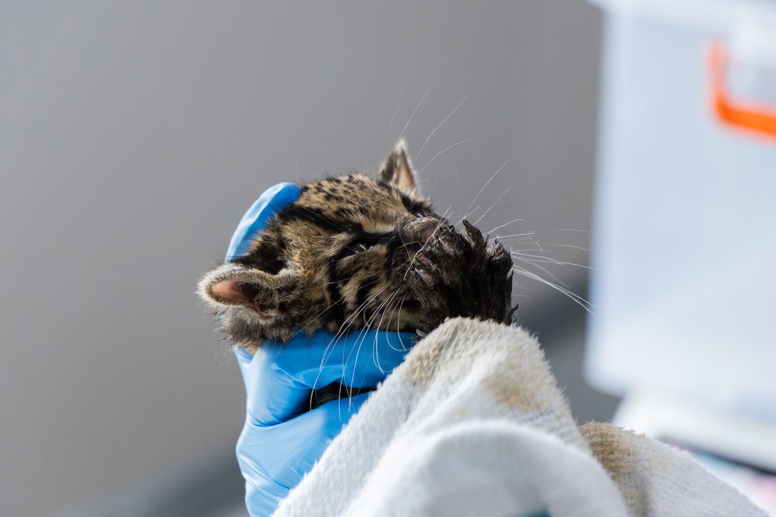 Felino silvestre de dos meses inicia proceso de recuperación en el CAV de Cornare tras rescate en Chocó