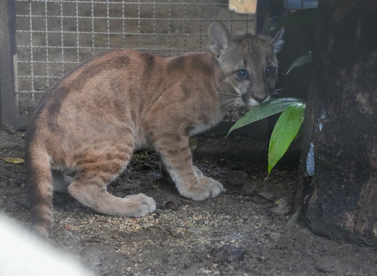 ¿Por qué 23 animales silvestres no pudieron regresar a su hábitat natural en Medellín?